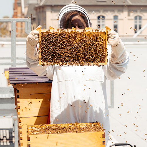 apiaries in Brantford