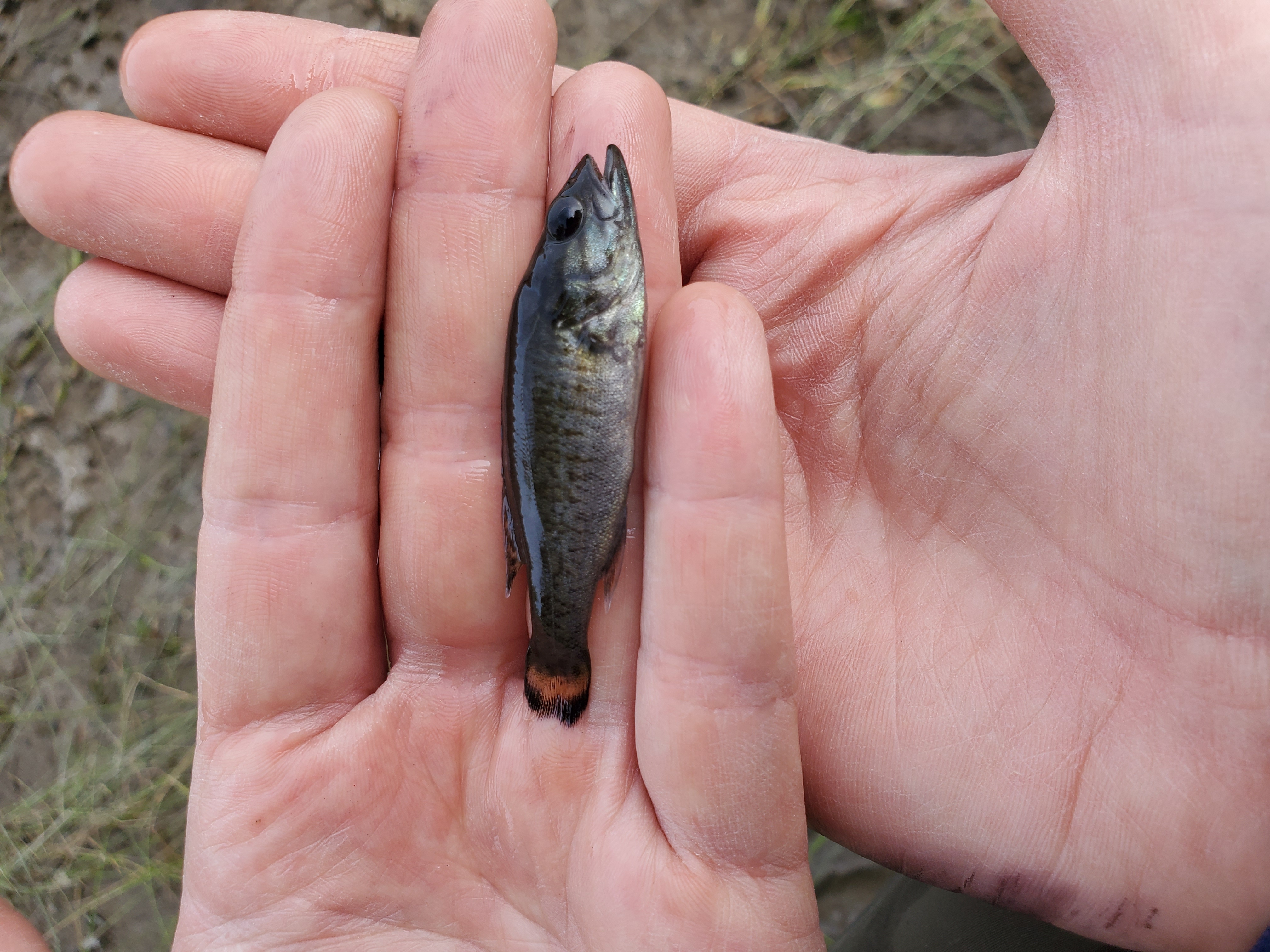 Side view of a Young-of-the-Year Smallmouth Bass held in adult hands and slightly shorter than the ring finger. Fish colouring is dark at the top moving to lighter silvery at the bottom with vertical darker lines on the body and an orange caudal fin. 