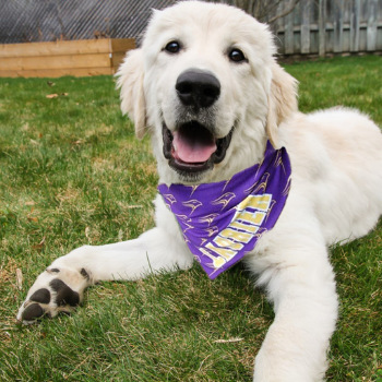 Dog wearing a purple bandana