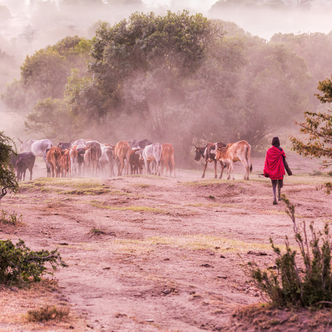 Herder in Kenya