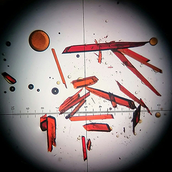 Crystals under a microscope