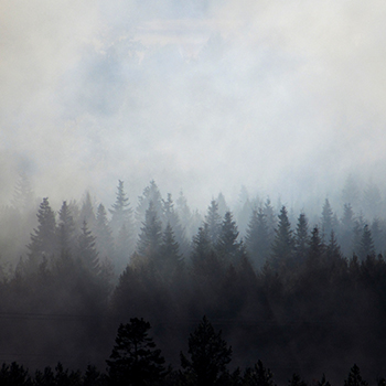 Smoke hanging over forest